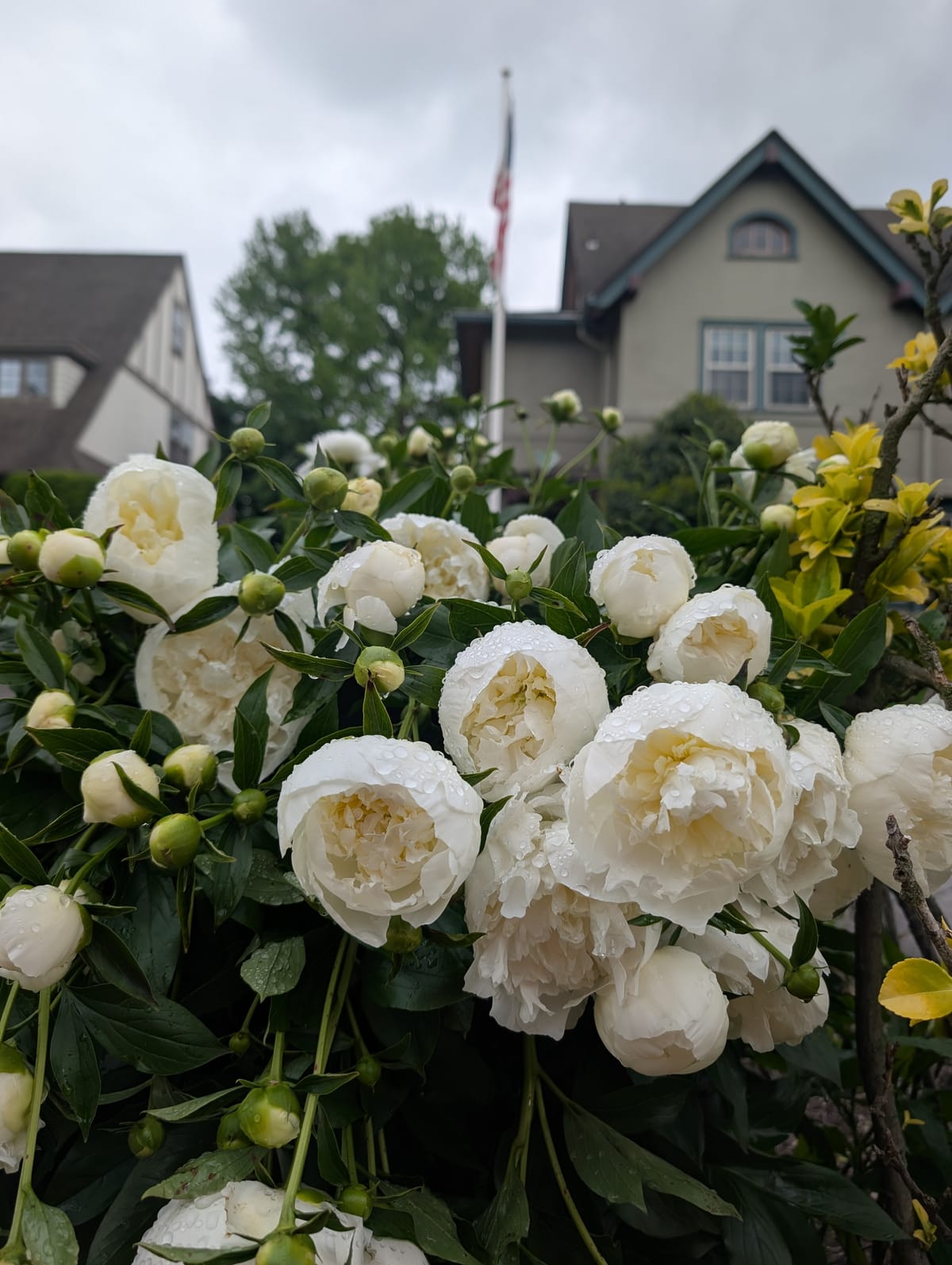 Robins pull worms from the ground
